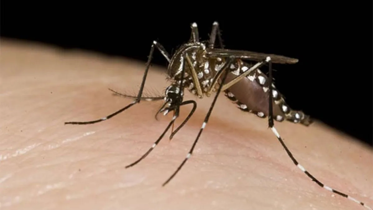 Córdoba: preocupa el aumento de casos de dengue y piden extremar medidas de prevención
