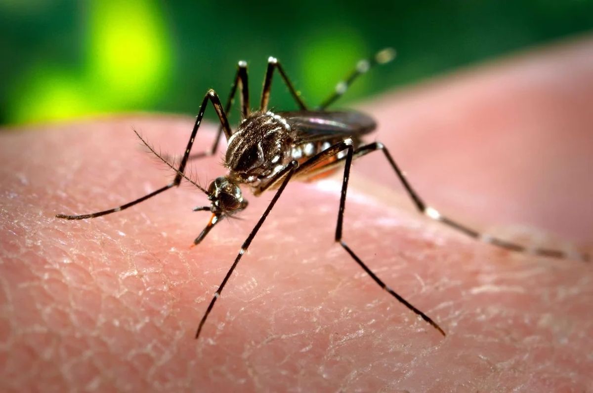 Dengue en Córdoba: confirman 148 casos importados y 17 autóctonos