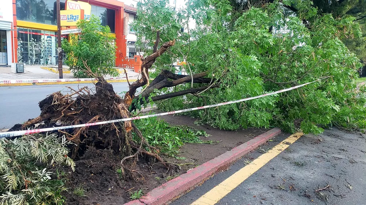 Uno de los múltiples árboles arrancados por el viento en la capital provincial. Gentileza @leoguevara80.