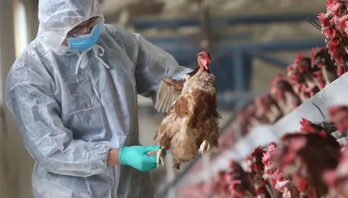 El Senasa detectó cuatro nuevos casos de gripe aviar en la provincia de Córdoba